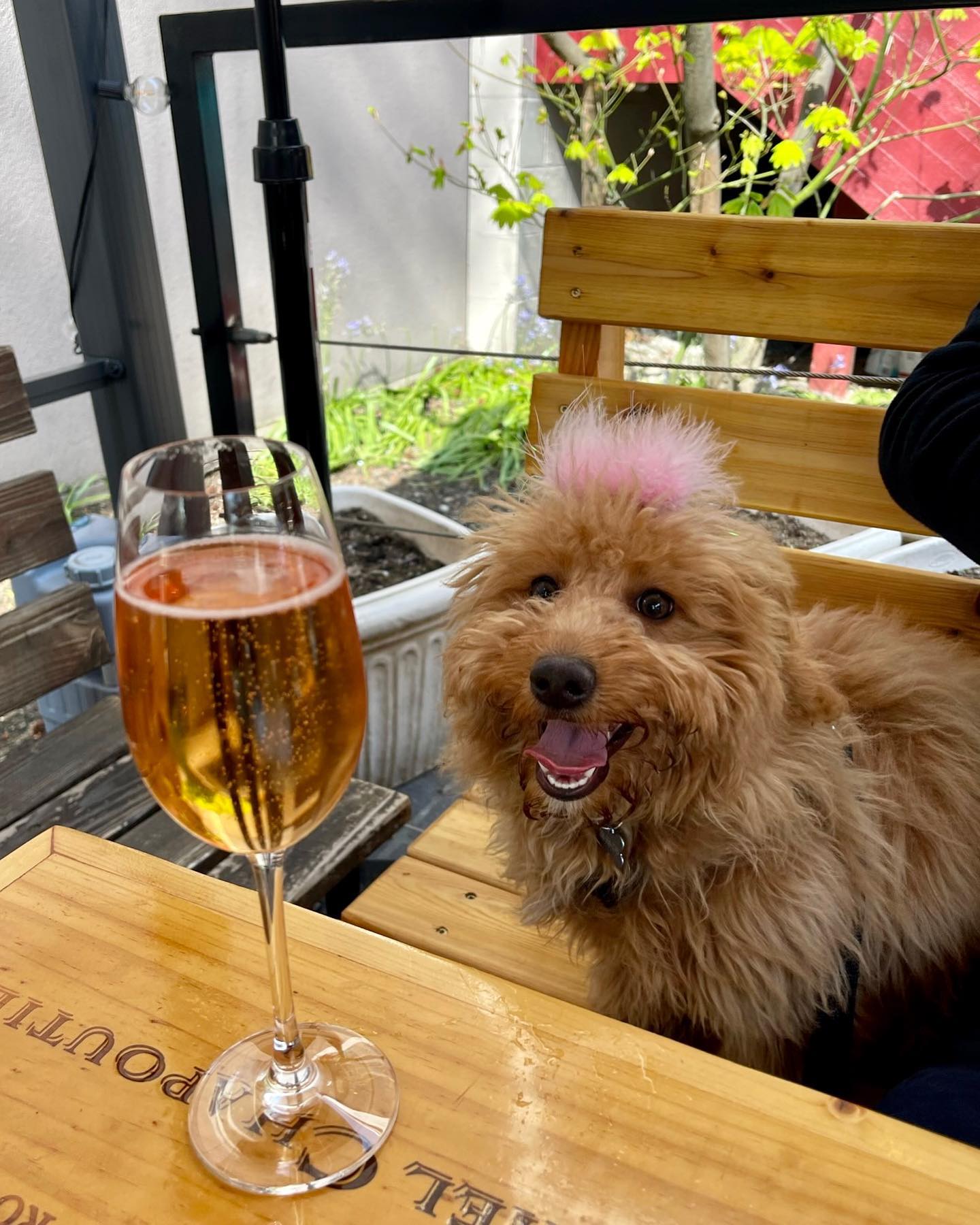 Weekend vibes at @thegrapechoice 🥂🐶